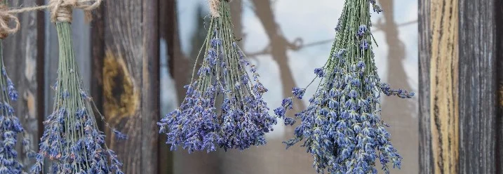 Getrocknete Lavendelsträuße